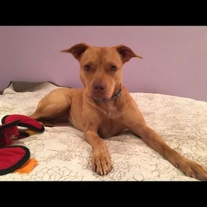 Meet your Posher, Dawn